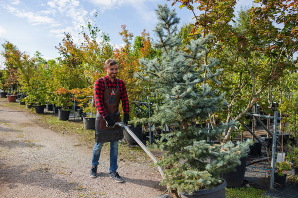 How Our Tree Care Process Works  in Sandy, UT